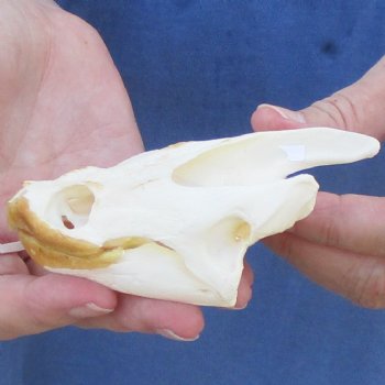 4-1/4" Common Snapping Turtle Skull - $65