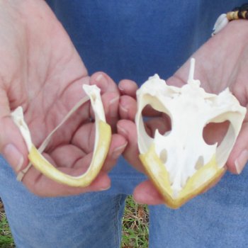 4-1/4" Common Snapping Turtle Skull - $65