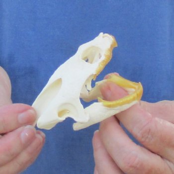 3-1/2" Common Snapping Turtle Skull - $55