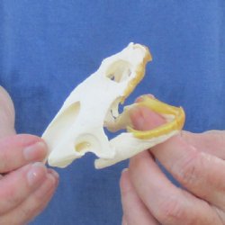 3-1/2" Common Snapping Turtle Skull - $55