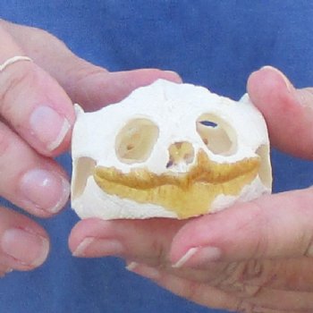 3-1/2" Common Snapping Turtle Skull - $55