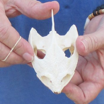 3-1/2" Common Snapping Turtle Skull - $55