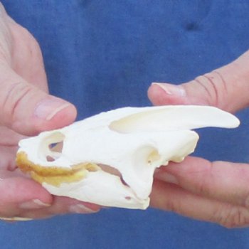 3-1/2" Common Snapping Turtle Skull - $55