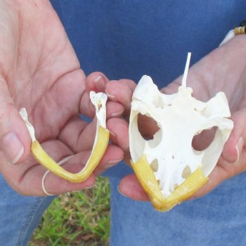 3-1/2" Common Snapping Turtle Skull - $55