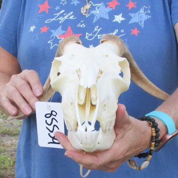 A-Grade 11" Horns on 9" Domestic Goat Skull & Mandible - $110