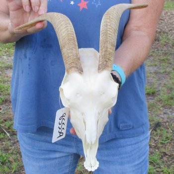 A-Grade 11" Horns on 9" Domestic Goat Skull & Mandible - $110