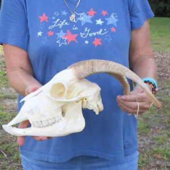 A-Grade 11" Horns on 9" Domestic Goat Skull & Mandible - $110