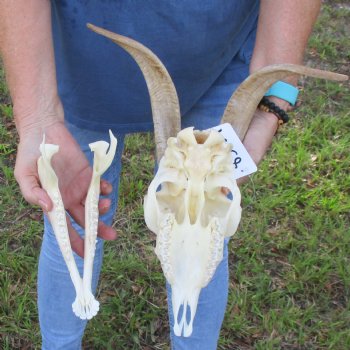 A-Grade 11" Horns on 9" Domestic Goat Skull & Mandible - $110