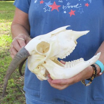 A-Grade 7" Horns on 8" Domestic Goat Skull & Mandible - $95
