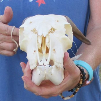 A-Grade 7" Horns on 8" Domestic Goat Skull & Mandible - $95