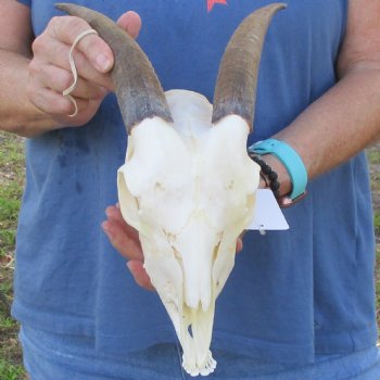 A-Grade 7" Horns on 8" Domestic Goat Skull & Mandible - $95