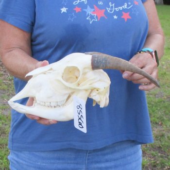 A-Grade 7" Horns on 8" Domestic Goat Skull & Mandible - $95