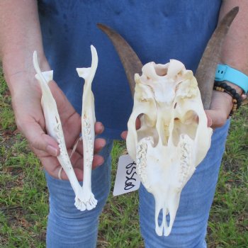 A-Grade 7" Horns on 8" Domestic Goat Skull & Mandible - $95