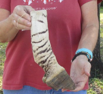 Authentic 10" Zebra Foot Mount for sale - $59