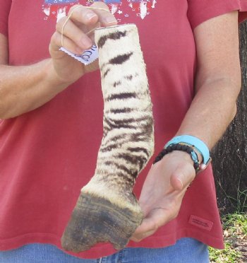 Authentic 10" Zebra Foot Mount for sale - $59