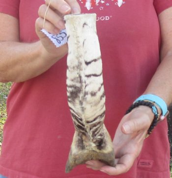 Authentic 10" Zebra Foot Mount for sale - $59