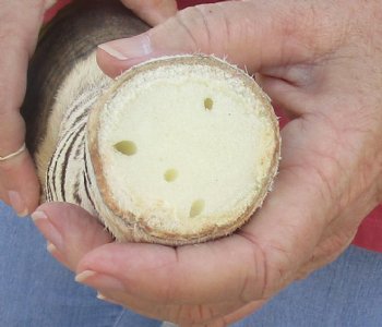 Authentic 10" Zebra Foot Mount for sale - $59