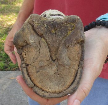 Authentic 10" Zebra Foot Mount for sale - $59