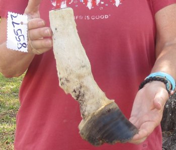 9" Zebra Foot Mount, available for sale - $35