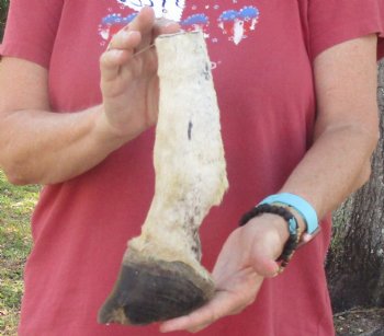 9" Zebra Foot Mount, available for sale - $35