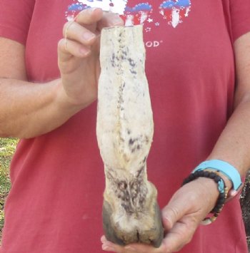 9" Zebra Foot Mount, available for sale - $35