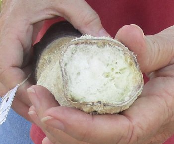 9" Zebra Foot Mount, available for sale - $35