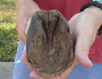 9" Zebra Foot Mount, available for sale - $35