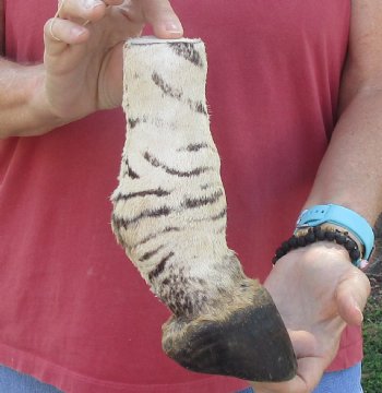 Authentic 9" Zebra Foot Mount for sale - $59