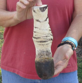Authentic 9" Zebra Foot Mount for sale - $59