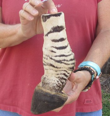 Authentic 9" Zebra Foot Mount for sale - $59