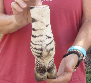 Authentic 9" Zebra Foot Mount for sale - $59