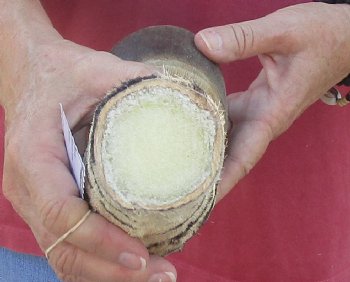 Authentic 9" Zebra Foot Mount for sale - $59