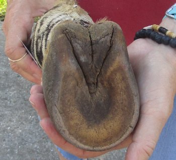 Authentic 9" Zebra Foot Mount for sale - $59