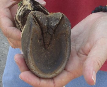 9" Zebra Foot Mount, buy now for - $59