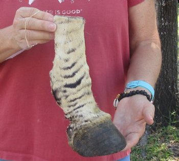 Authentic 10" Zebra Foot Mount for sale - $59