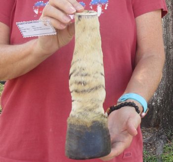 Authentic 10" Zebra Foot Mount for sale - $59