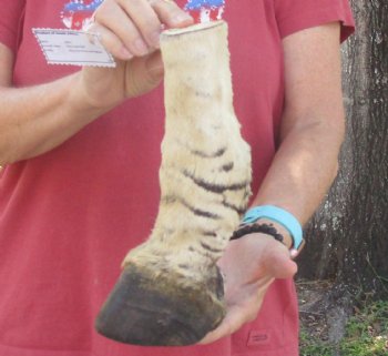 Authentic 10" Zebra Foot Mount for sale - $59