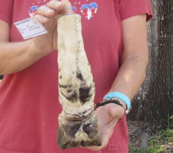 Authentic 10" Zebra Foot Mount for sale - $59