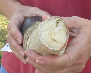 Authentic 10" Zebra Foot Mount for sale - $59