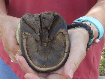 Authentic 10" Zebra Foot Mount for sale - $59