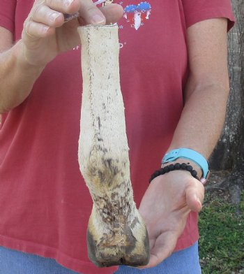 10" Zebra Foot Mount, available for sale - $35