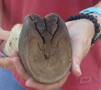 10" Zebra Foot Mount, available for sale - $35