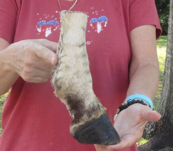 9" Zebra Foot Mount, buy now for - $59