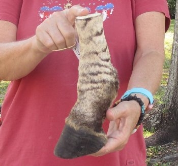 9" Zebra Foot Mount, buy now for - $59