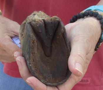 9" Zebra Foot Mount, buy now for - $59