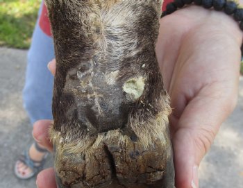 9" Zebra Foot Mount, buy now for - $59