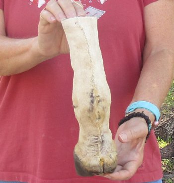 10" Zebra Foot Mount, available for sale - $35