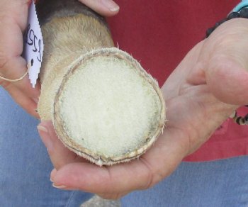 10" Zebra Foot Mount, available for sale - $35