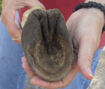 10" Zebra Foot Mount, available for sale - $35