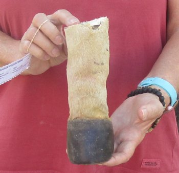 7" Zebra Foot Mount, available for sale - $35